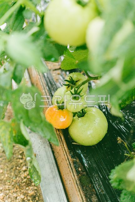 Tomatoes,green tomatoes,crops,fruits,fresh