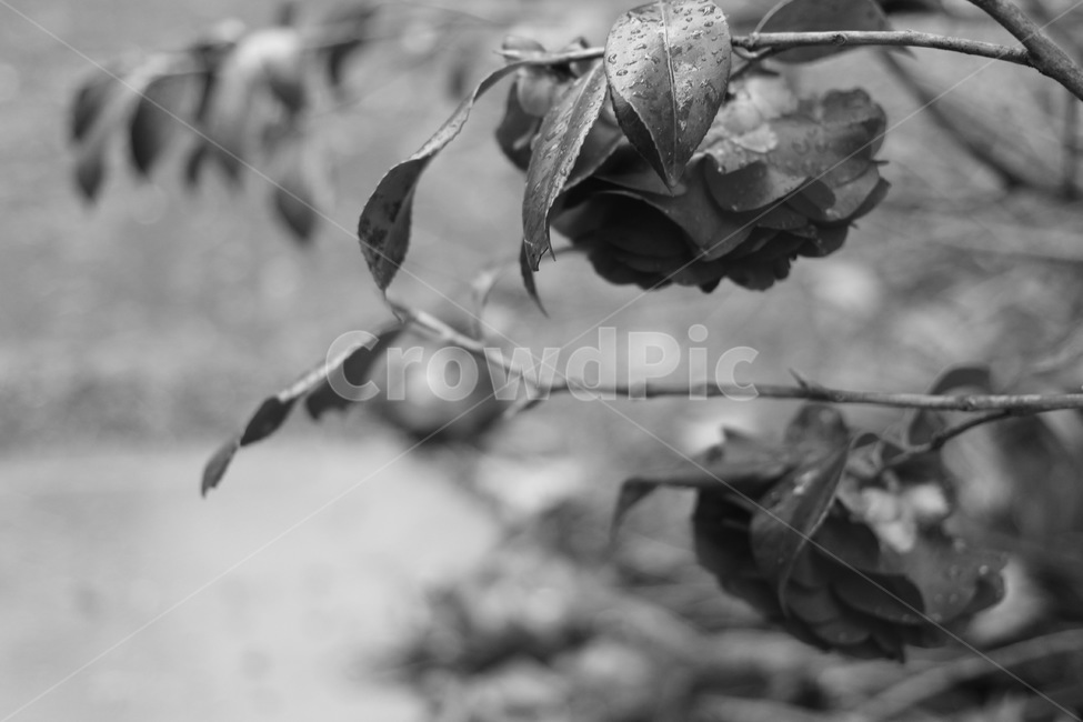 흑백,식물,자연,감성,외로움,고독함,monochrome,blackandwhite,흑백,모노톤,monochrome,black and white
