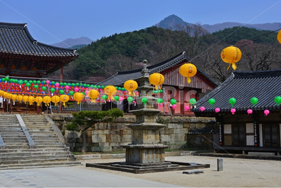 architecture,건축물,building,건물,plant,식물,구례,화엄사,사찰,절,불교,연등,부처님오신날,유적지,문화재