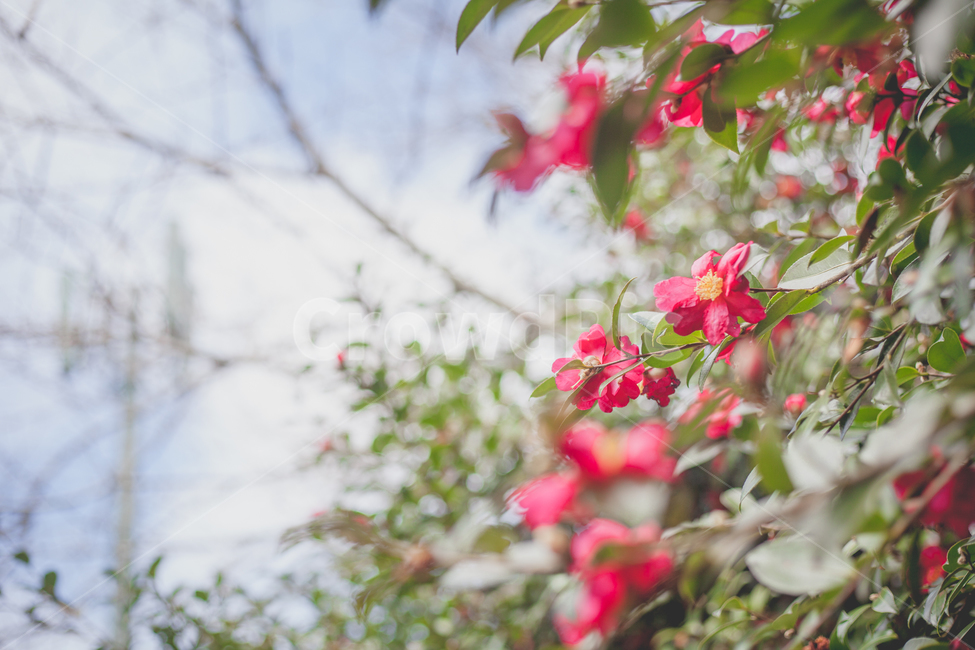동백꽃,제주,햇빛,초록,빨강,꽃,하늘,식물,자연,plants,nature,꽃,flower,감성,sensible,feeling