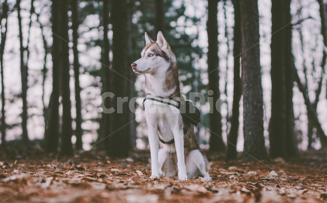 반려견,허스키,동물,숲,개,반려동물,대형견,중형견,시베리안허스키,dog,husky,siberianhusky,forest,동물,animal,포유류,mammal,개,강아지,dog,doggy