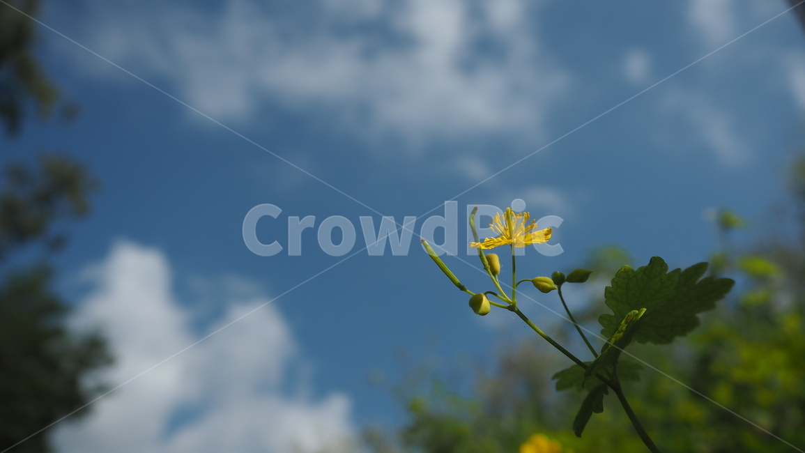 자연,날씨,옥외,구름,하늘,nature,weather,outdoors,cloud,sky,식물,plant,식물,자연,plants,nature,꽃,flower