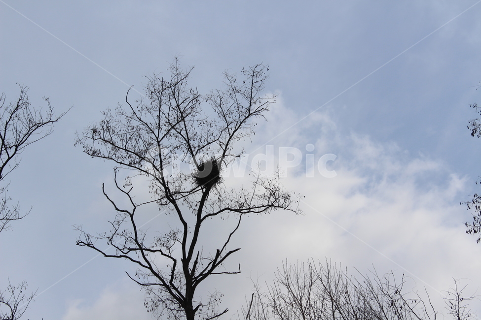 tree,net,sky,blue,나무