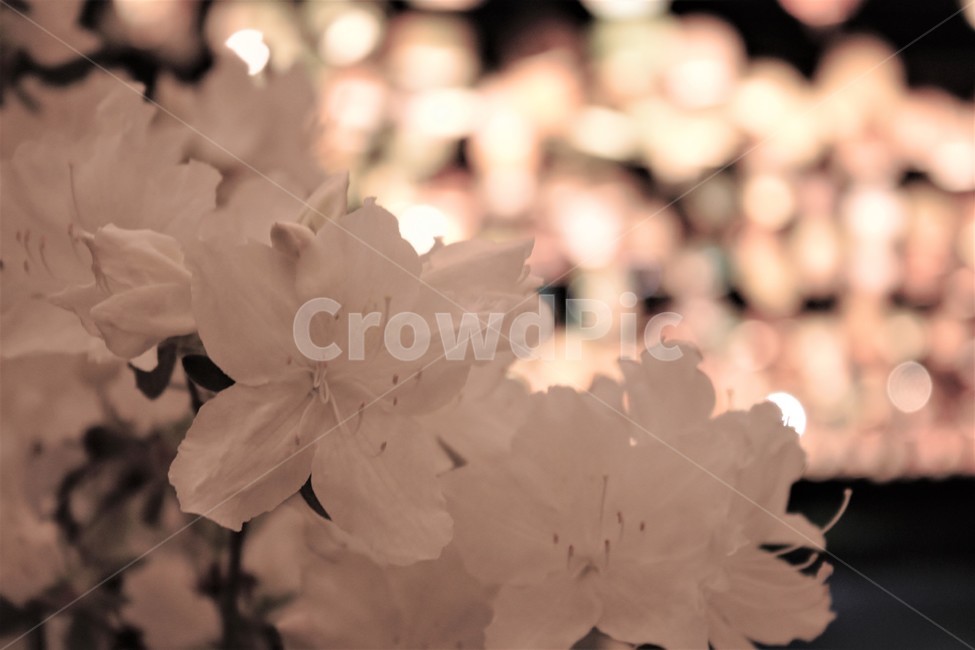꽃,조명,야경,흰꽃,철쭉,white,whiteflowers,flower,light,lamp,보케,royalazalea,dark,봄꽃,흰색,순백,식물,plant,nature,자연,spring,night,nightview,background,배경