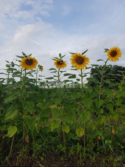 해바라기,한국자연,꽃,flower,sunflower,식물,plant,식물,자연,plants,nature,꽃,flower