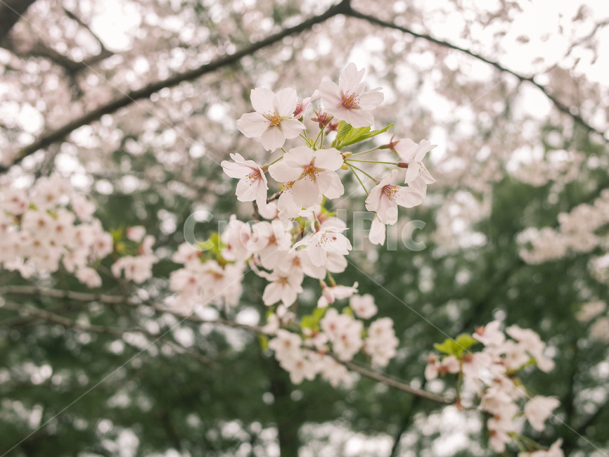 벚꽃,벚꽃나무,감성사진,흐린날,뚝방,중랑천,나무,자연,봄,계절,spring,season,식물,자연,plants,nature,꽃,flower,plant,blossom,cherry blossom