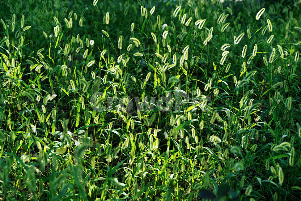 들풀,강아지풀,plant,식물,grass,잔디,vegetation,초목
