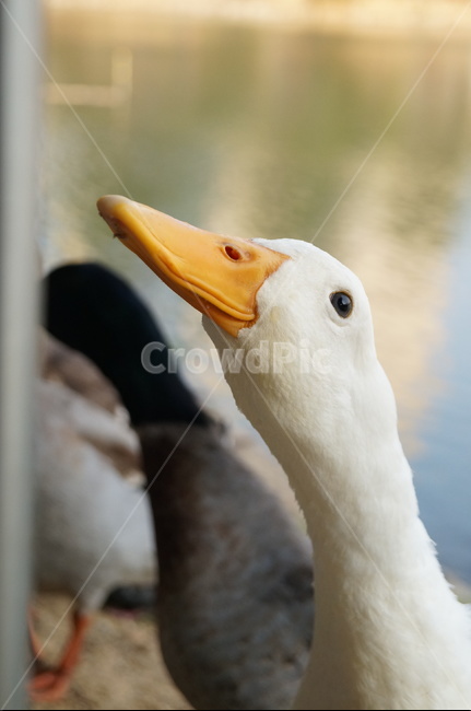 오리,흰색오리,부리,호수,하얀오리,노란,동물,animal,조류,새,birds