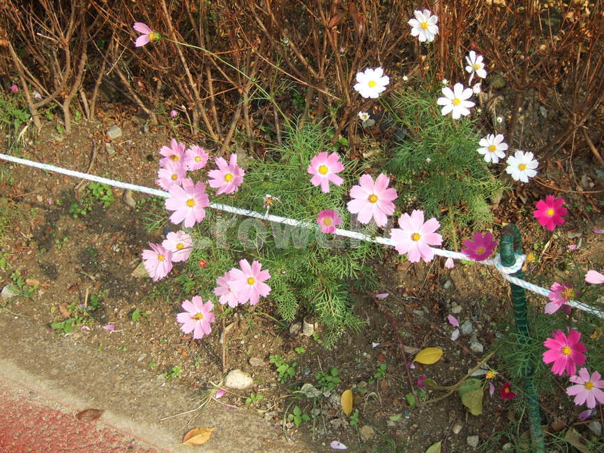 꽃,식물,plant,flower,코스모스,식물,자연,plants,nature,꽃,flower