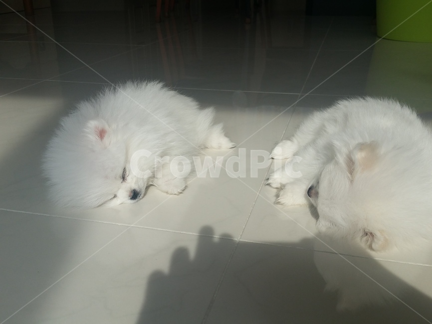 강아지,포메라니안,강아지두마리,졸려운강아지,화이트포메,동물,animal,포유류,mammal,개,강아지,dog,doggy