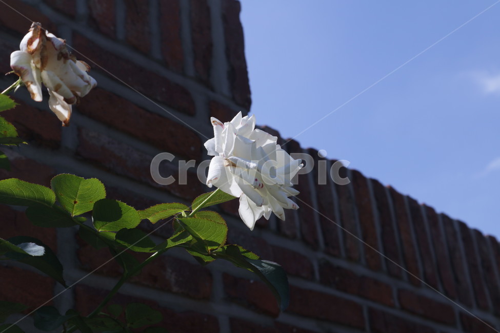 plant,식물,장미,꽃,flower