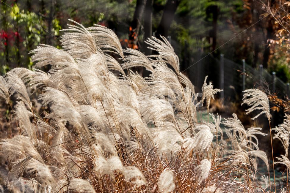 가을,낙엽,억새,숲,단풍,힐링,자연,풍경,가을,계절,fall,autumn,season,자연,풍경,nature,landscape,grass,잔디,plant,식물,lawn,reed,갈대