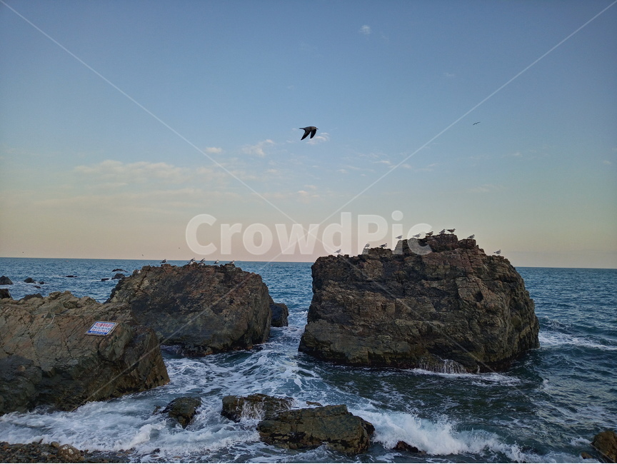 waves,sky,Jigyeongri,Gyeongju,sea,seagull,ocean,columnar joints