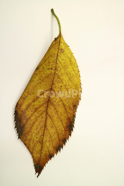 낙엽,가을,나뭇잎,잎,잎사귀,계절,식물,자연,가을낙엽,fallenleaves,deadleaves,오브젝트,누끼,가을,계절,fall,autumn,season,leaf,plant,veins,정맥,invertebrate,무척추 동물,insect,곤충,animal,동물