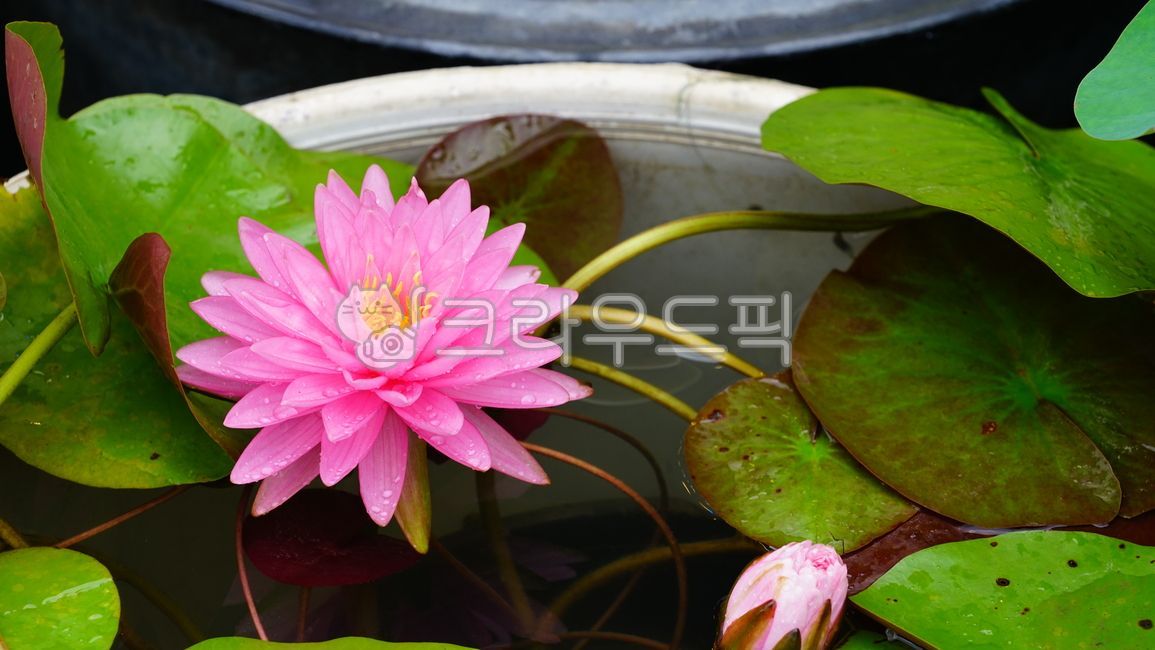 연꽃,수련,로터스,lotus,lotusflower,여름꽃
