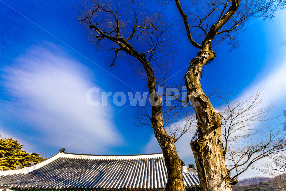 기와,선,고목,전통,문화유산,겨울,계절,winter,season,한국전통,한국문화,korean traditional,korean culture,식물,자연,plants,nature,나무,trees,wood,건축물,건물외관,exterior,building,structure,architecture,construction