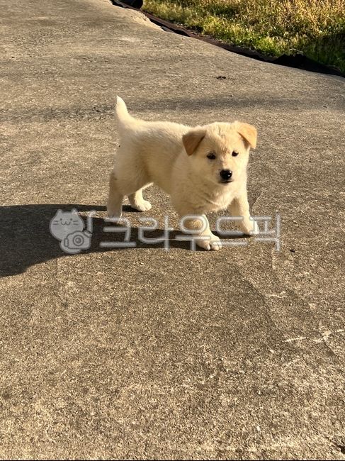 강아지,아기강아지,개,황구,백구,시골개,귀여운,귀염뽀짝,애완동물,pet,포유류,animal,dog,puppy