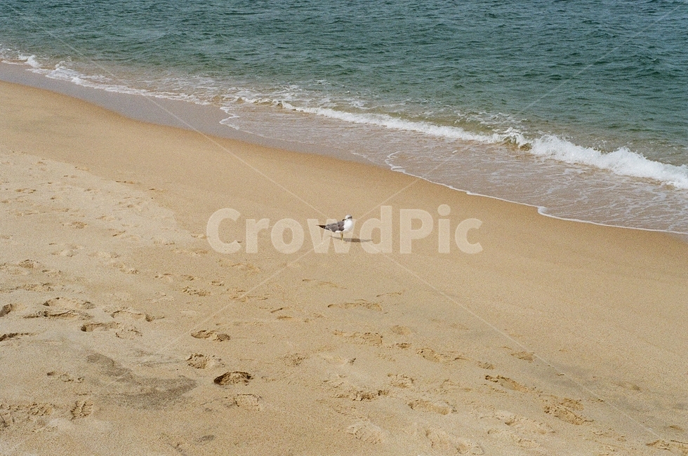 바다,파도,얇은,갈매기,새,모래,발자국,자연,해변,바다,beach,sea