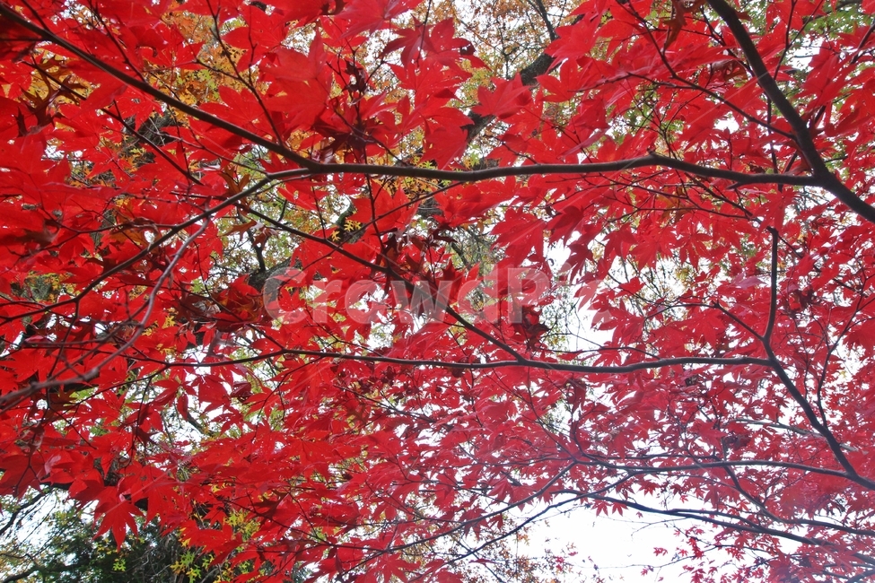 블루마운틴,블루마운틴단풍,가을,단풍,maple,가을,계절,fall,autumn,season,식물,자연,plants,nature,나무,trees,wood,plant,leaf,잎,tree