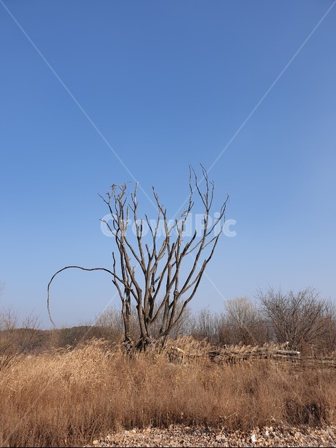 나무,겨울,겨울나무,앙상한,앙상한가지,앙상한나무,하늘,풍경,겨울풍경,sky,winter,wintertree,thin,grassland,목초지,field,들,자연,nature,옥외,outdoors,대초원,savanna,겨울,계절,winter,season