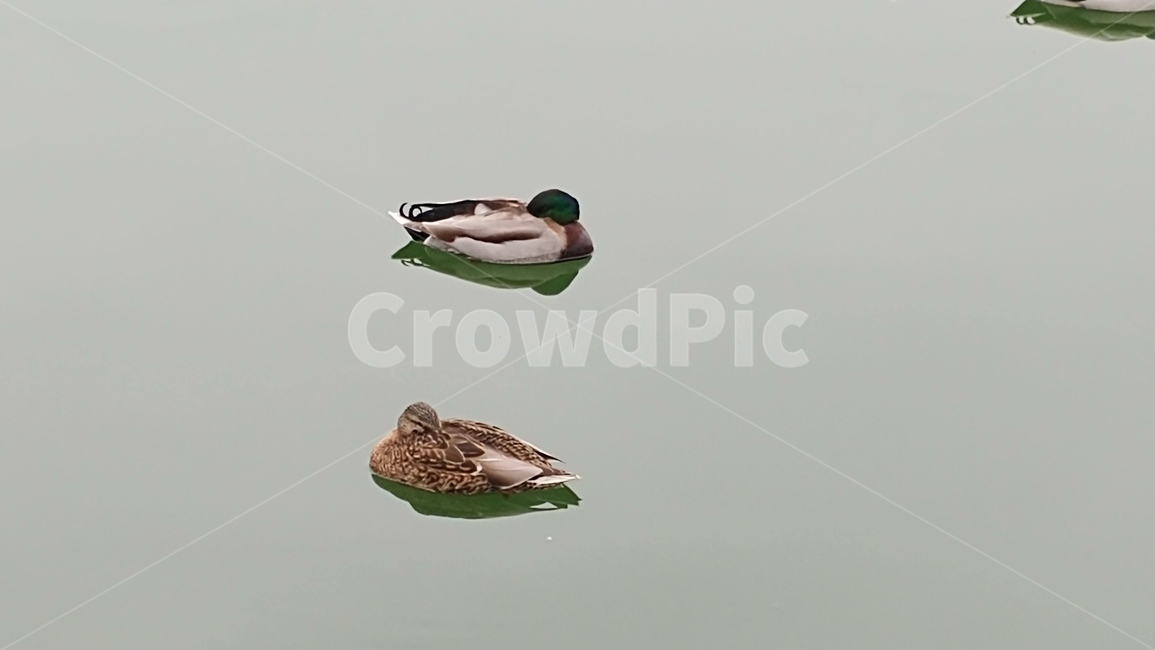 animal,동물,bird,새,오리
