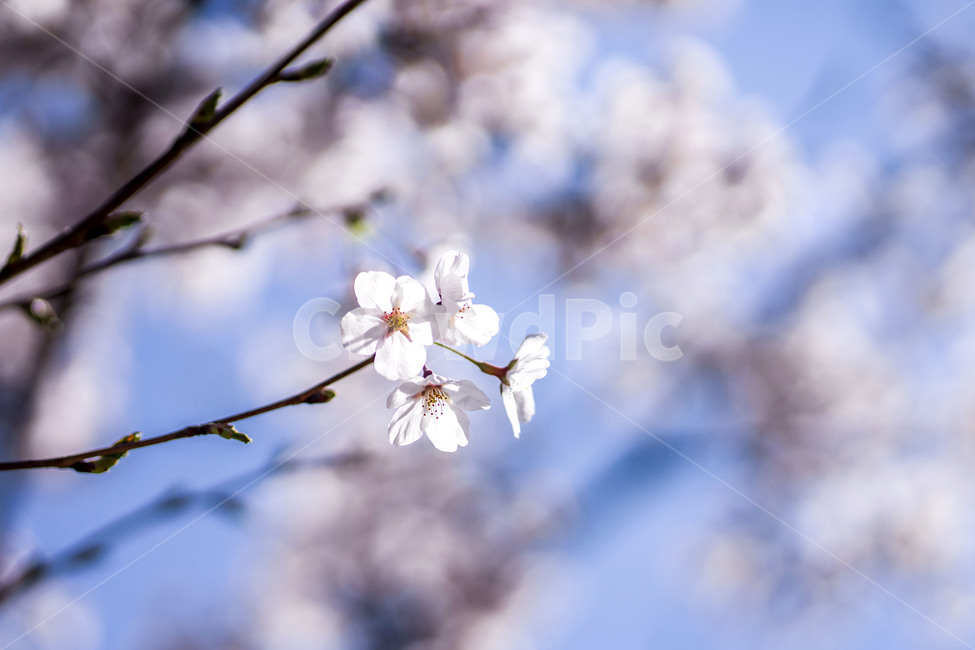 봄,spring,벚꽃,cherrybloossom,flower,꽃,나무,자연,식물,봄,계절,spring,season