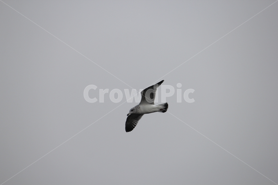 갈메기,바다,동물,근접사,하늘,동물,animal,조류,새,birds