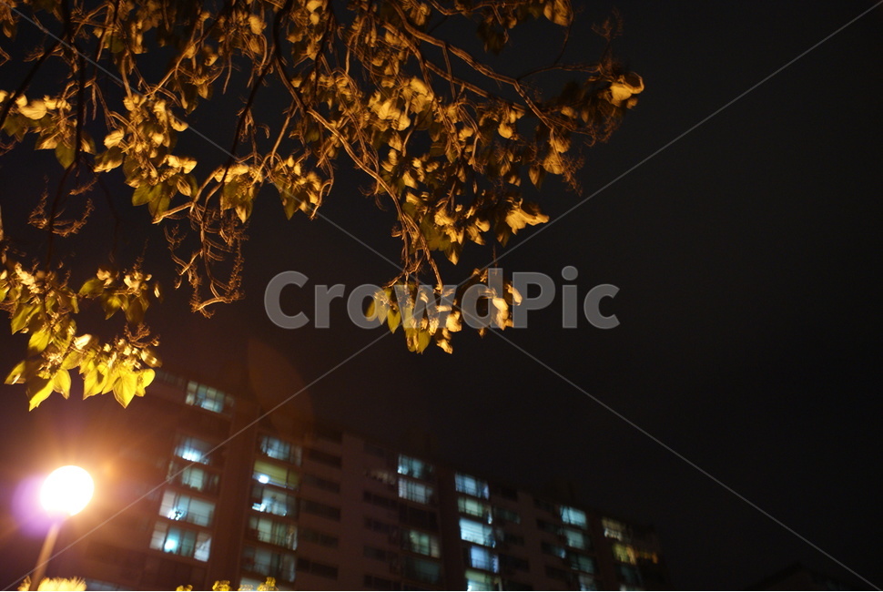 시티,건물,도시,아파트,낙엽,가을,나무,가로등,야경,밤,풍경,nightscape,night,landscape