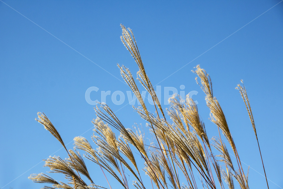 갈대,억새,가을,가을하늘,하늘,맑은하늘,푸른하늘,풍경,경치,가을,계절,fall,autumn,season,식물,자연,plants,nature,plant,grass,잔디,lawn