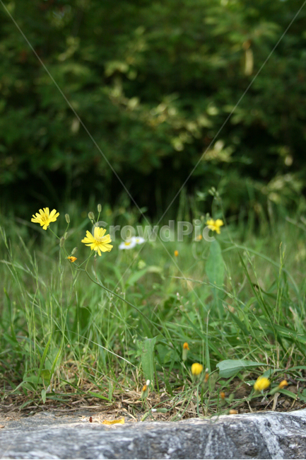 씀바귀,식물,flower,plants,nature,꽃,꽃봉오리,식물,자연,plants,nature,꽃,flower