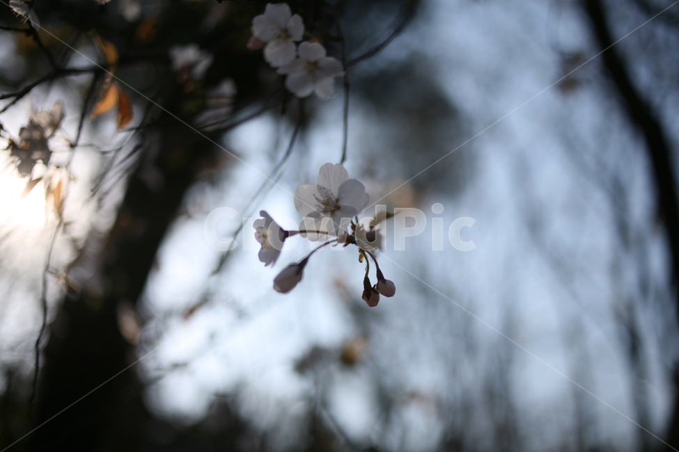 벚꽃,꽃,flower,cherryblossom,blossom,식물,나무