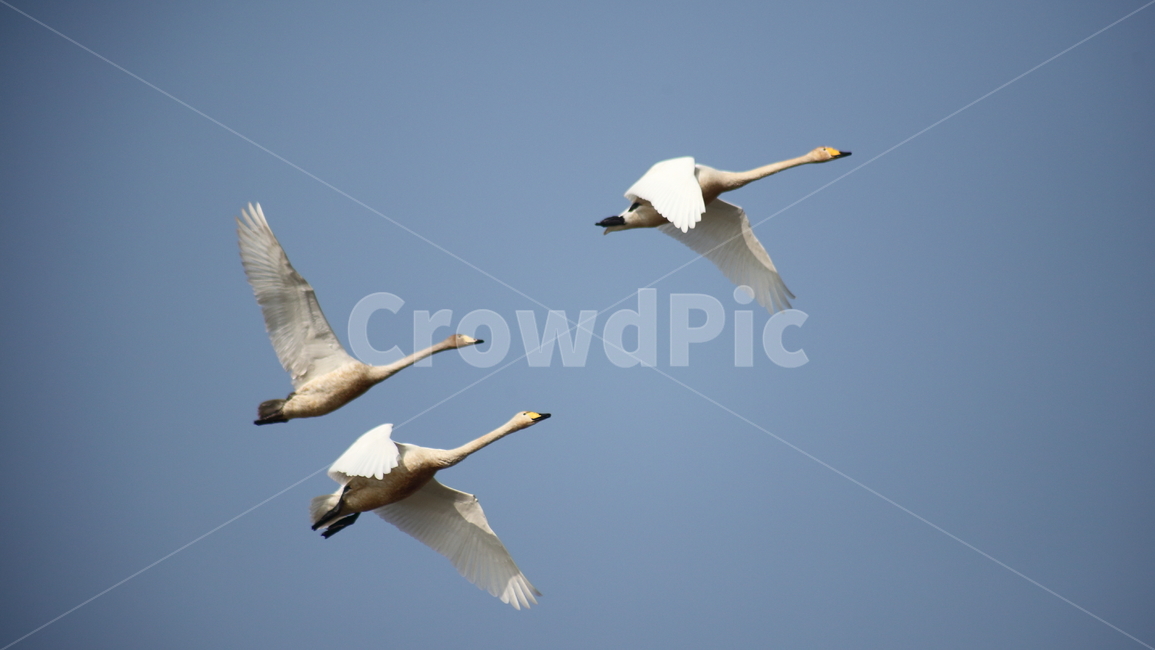 animal,동물,bird,새,고니,백조,철새,swan,큰고니,동물,animal,조류,새,birds