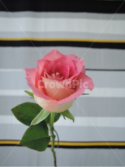 꽃,flower,꽃꽂이,flowerarrangement,blossom,식물,plant,flowerbouquet,꽃부케,부케,bouquet,봄,봄꽃,장미,꽃한송이,핑크,pink,핑크장미,pinkrose,rose