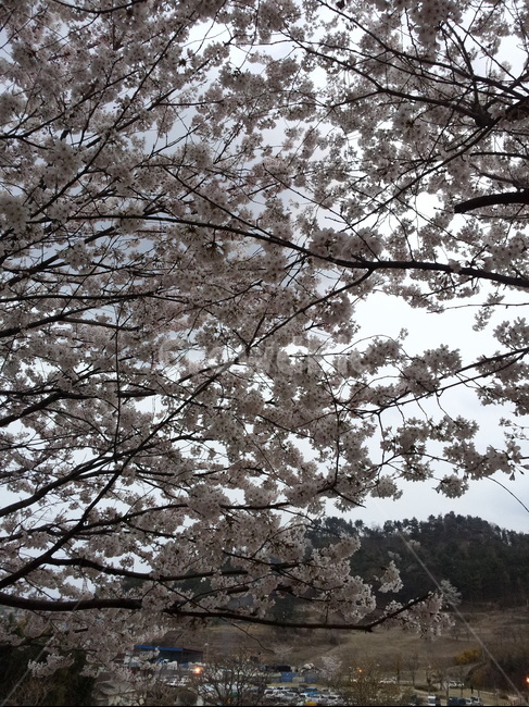 벚꽃,산,등산,나무,자연