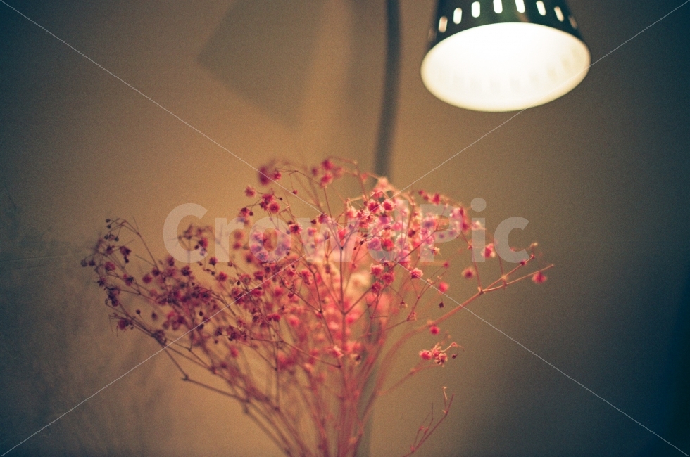 드라이플라워,꽃,안개꾳,분홍색,조명,아날로그,필름카메라,dryflower,flower,pink,light,식물,자연,plants,nature,인테리어,실내디자인,interior design,감성,sensible,feeling,꽃,flower