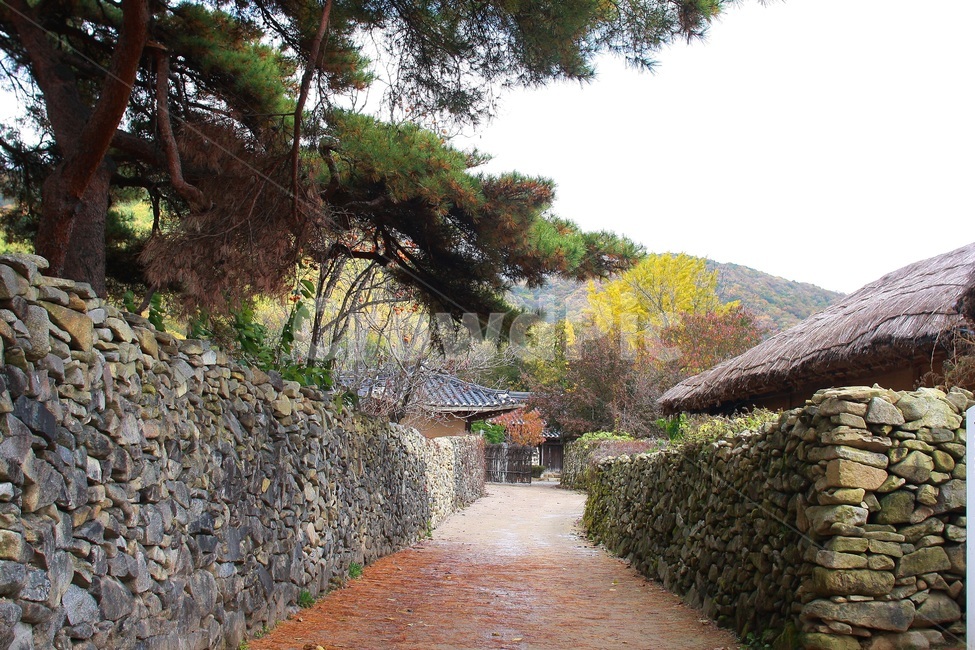돌담길,가을,은행나무,아름다운길,자연풍경,쓸쓸한,예쁜길,민속마을,한국전통,한국문화,korean traditional,korean culture,건축물,건물외관,exterior,building,structure,architecture,construction
