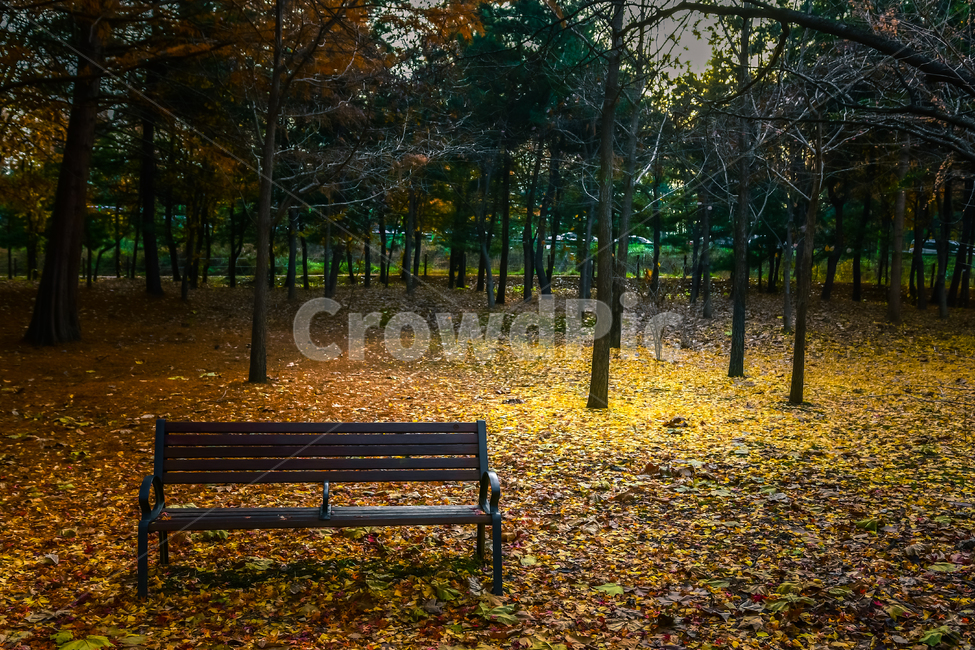 tree,나무,plant,식물,maple,단풍,낙엽,길,빛,가을,leaf,잎,빨강,노랑,밴치,가을,계절,fall,autumn,season