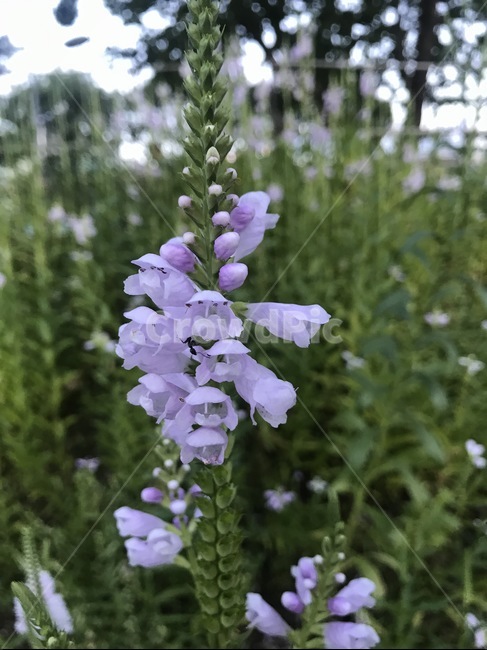 plant,식물,꽃,flower,blossom,보라,식물,자연,plants,nature,꽃,flower