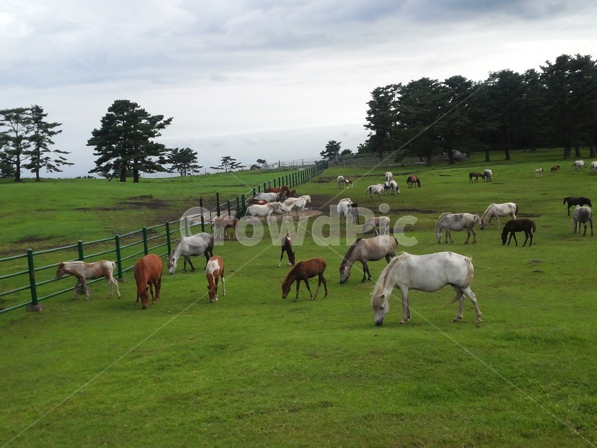들,자연,가축,목초지,동물,말,야생,mammal,제주도,목축업,목장,livestock farming,ranching,pasture