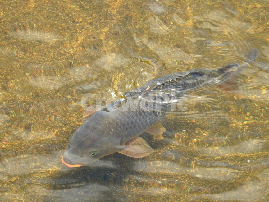 동물,호수,물고기,강,물,동물,animal,어류,물고기,fish