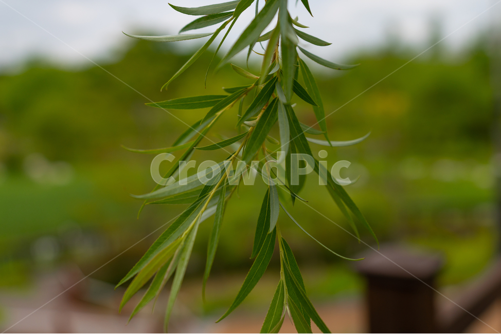 식물,초록,plant,풀잎,아련,식물,자연,plants,nature