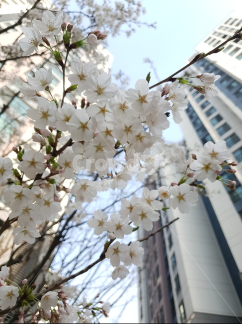 식물,flower,blossom,꽃,벚꽃