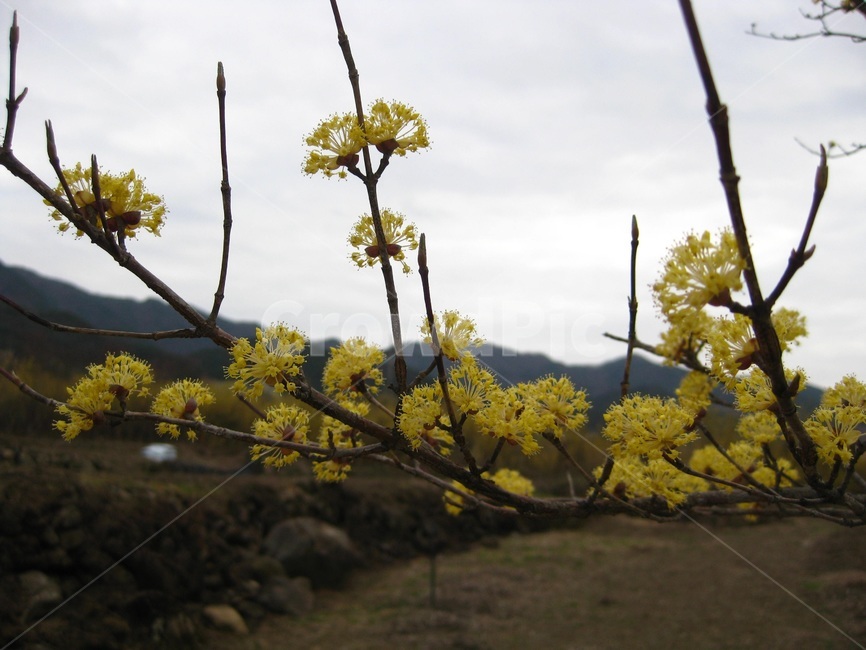 산수화,봄꽃,봄,spring,나무,노랑,yellow,구례