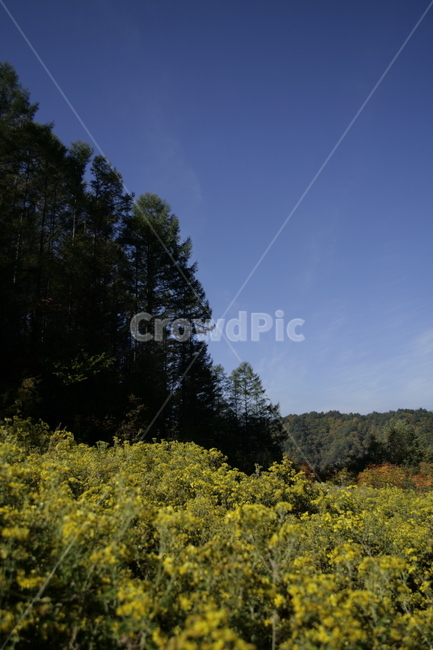 산국,국화,꽃,식물,꽃밭,flower,자연,풍경,nature,landscape,outdoors,옥외,grassland,목초지,field,들,farm,농장,rural,농촌
