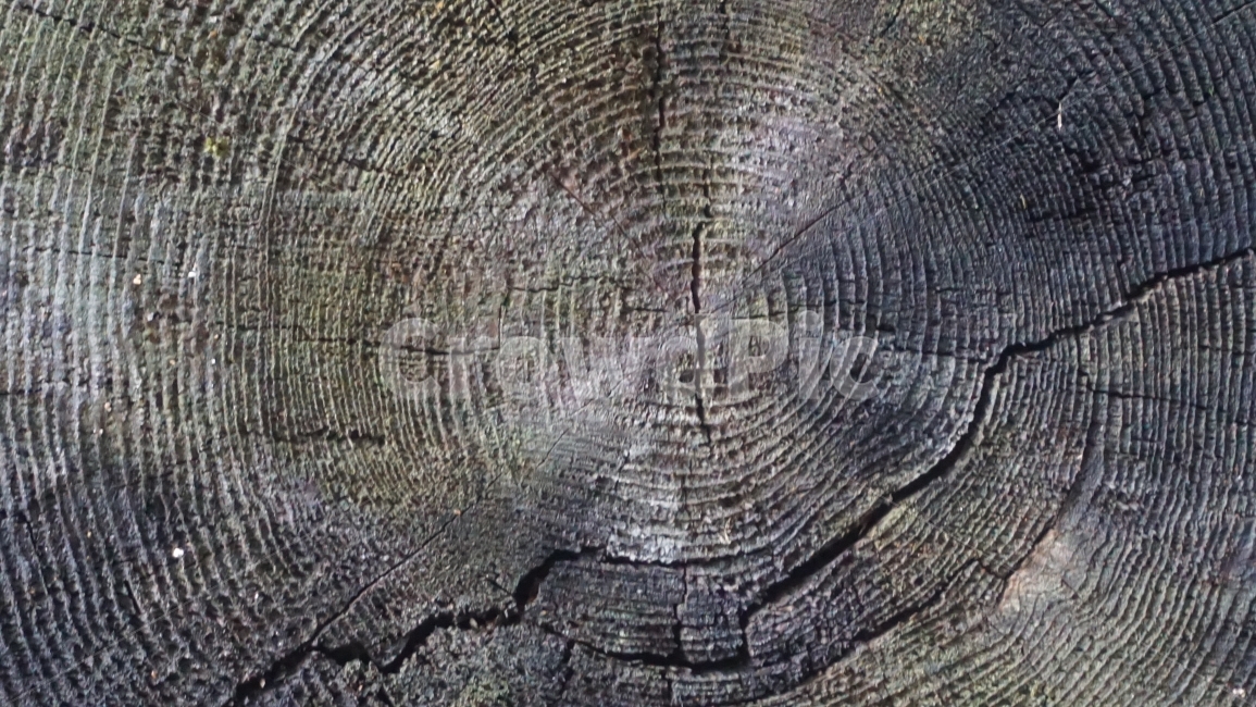 감성사진,나이테,나무,자연사진,설악산,고목,여행사진,텍스처,질감,패턴,texture,pattern