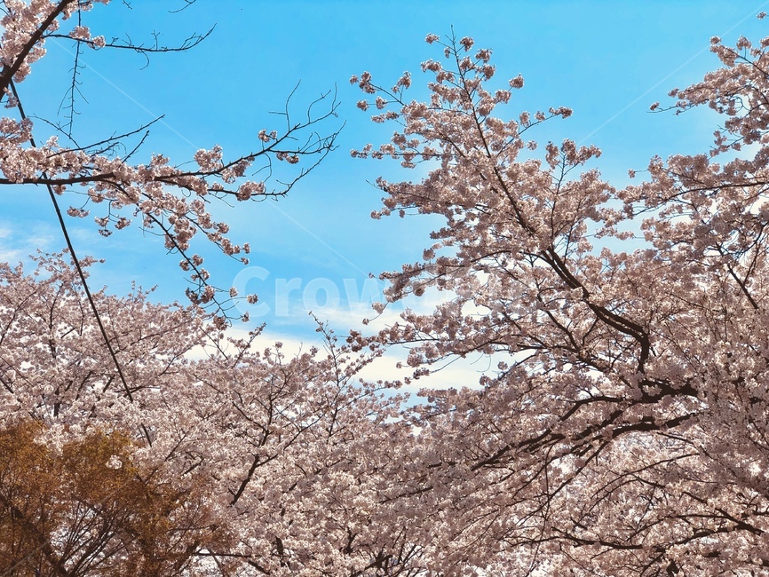벚꽃,꽃,나무,봄,자연,cherryblossom,blossom,flower,tree,plant,spring,nature,봄,계절,spring,season,식물