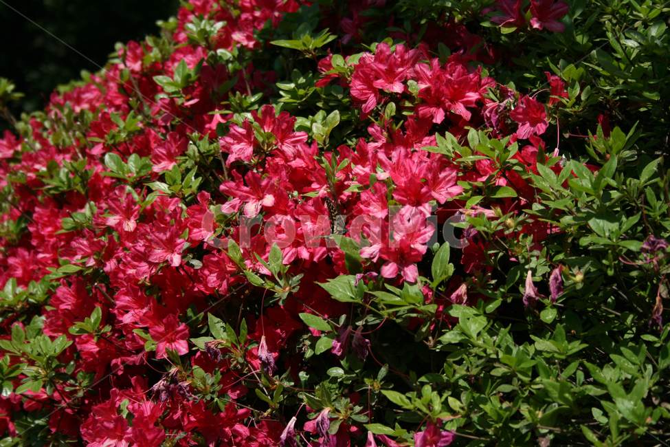 철쭉,꽃,붉은꽃,나비,식물,flower,butterrfly,식물,자연,plants,nature,꽃,flower,동물,animal,곤충,벌레,insect,bug