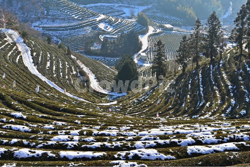 전남,보성,봇재다원,녹차,패턴,겨울,설경,나무,nature,자연,outdoors,옥외,scenery,풍경,mountain,산,겨울,계절,winter,season,자연,풍경,nature,landscape,한국자연풍경,한국자연경관,korea nature landscape