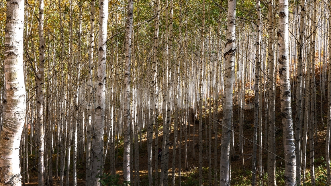 인제,자작나무,힐링,숲속,트래킹,자연,풍경,nature,landscape,식물,plants,나무,trees,wood,tree,plant