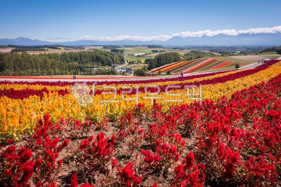 Hill,japan,nature,Sagyechae Hill,plant,Hokkaido,flower